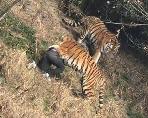 宁波老虎吃人完整视频,惊心动魄的生死瞬间
