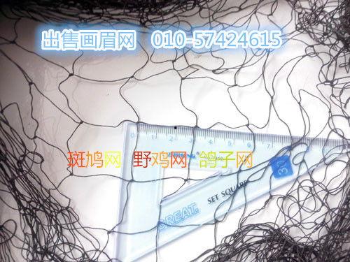 电媒抓画眉鸟视频,捕捉自然之美的一瞬